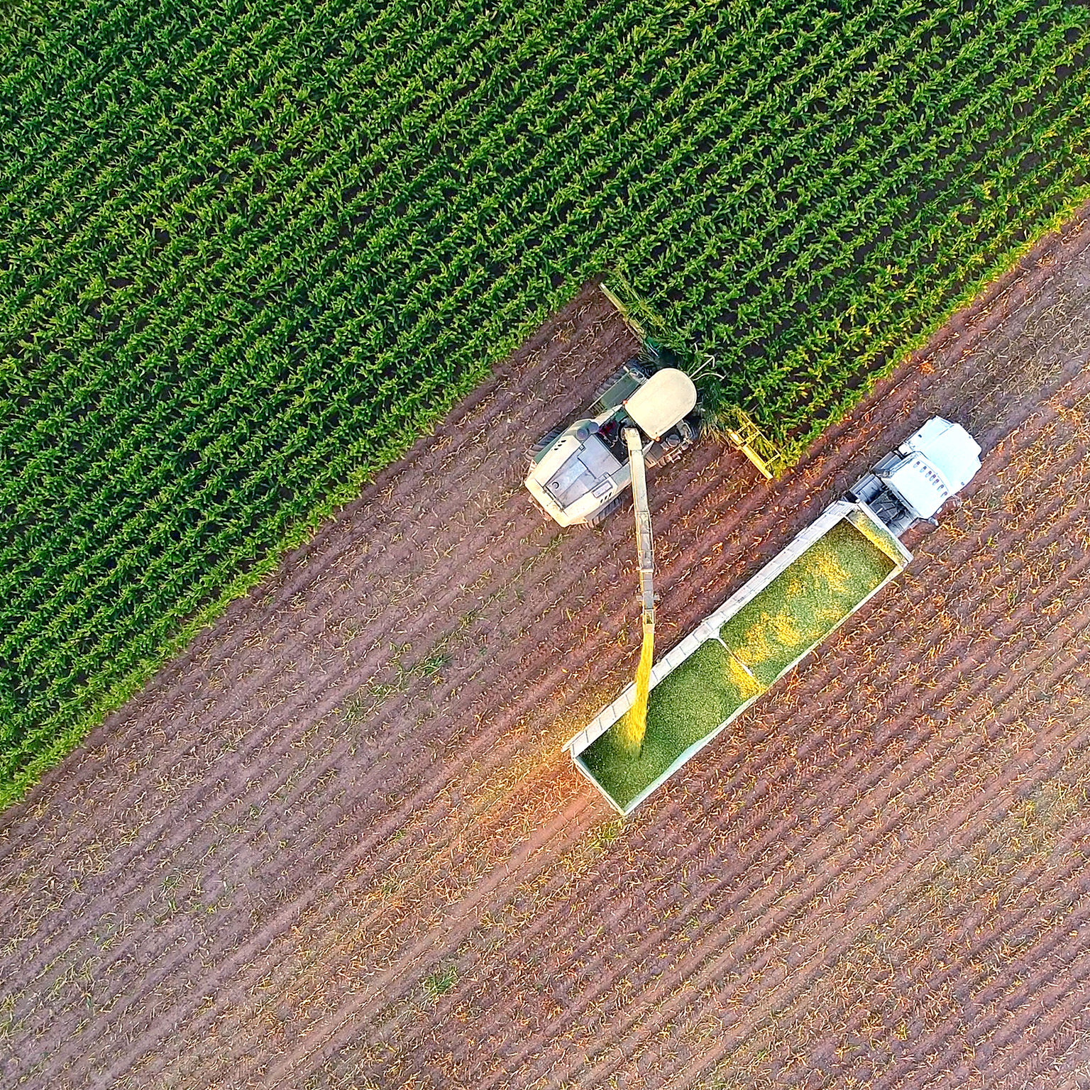 Tractor and farm machines harvesting corn in Autumn, aerial view