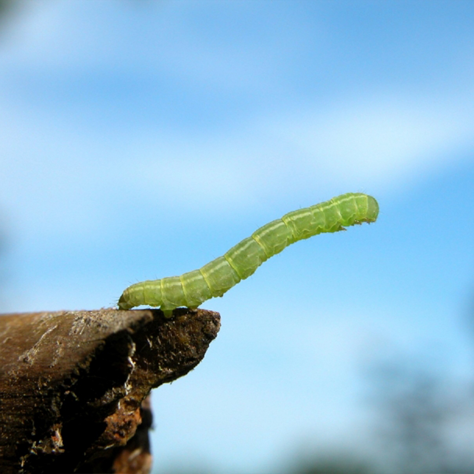 Image_hero-game-of-inches-app