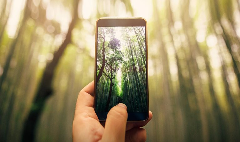 Taking a photo of bamboo forest - stock photo