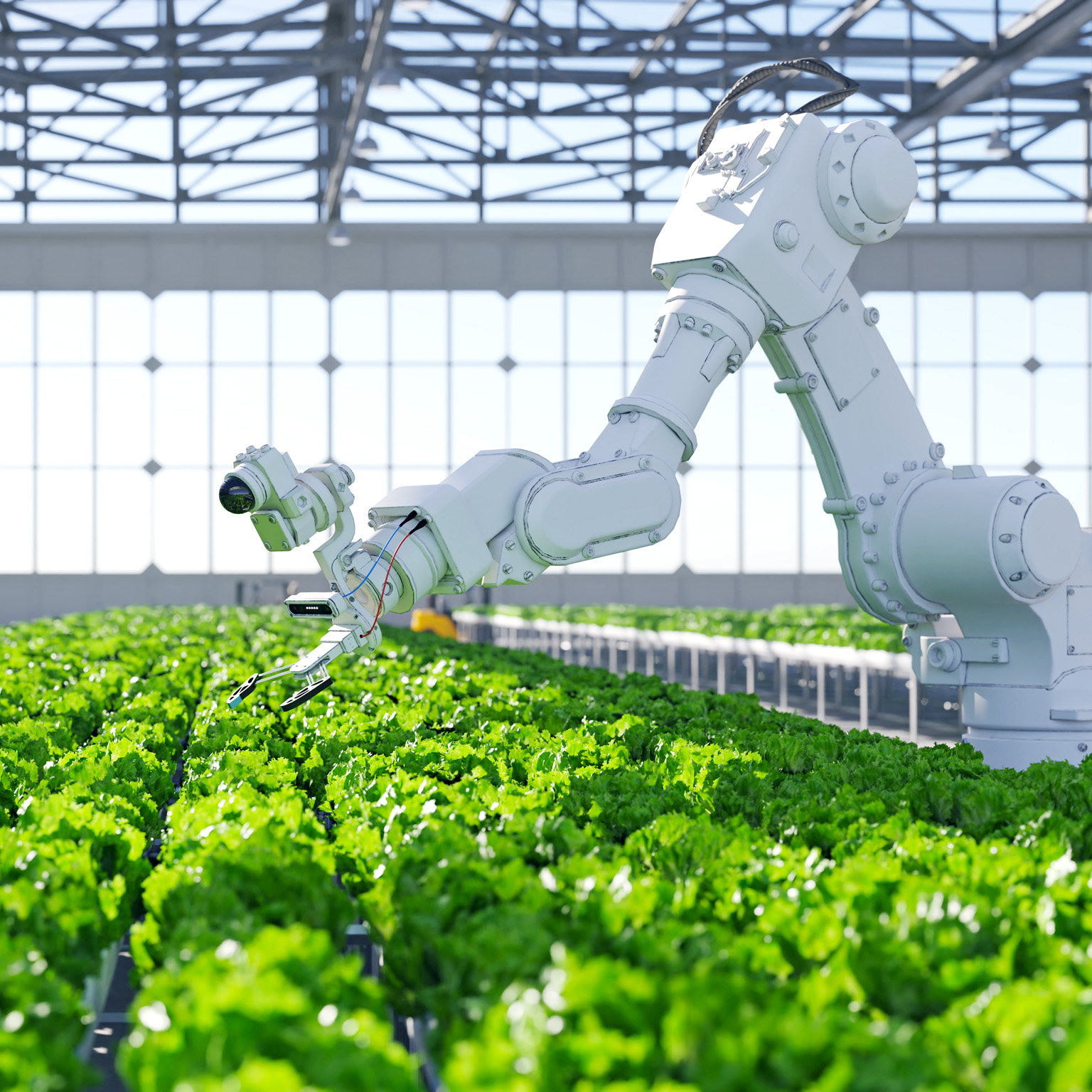 A robotic arm, equipped with sensors and grippers, is positioned over a field of green lettuce in a commercial greenhouse.