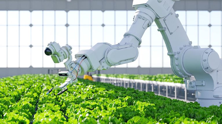 A robotic arm, equipped with sensors and grippers, is positioned over a field of green lettuce in a commercial greenhouse.