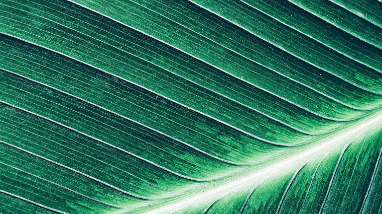 A fresh leaf