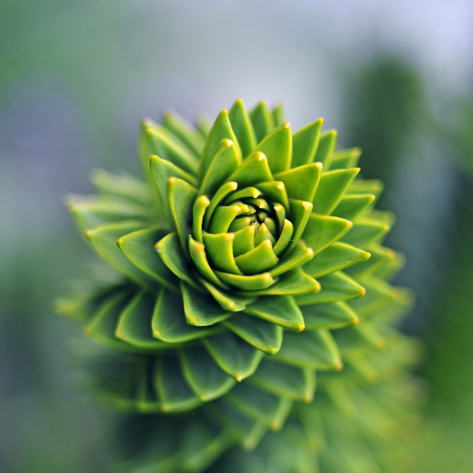 A tight focus shot of a the top of a monkey puzzle tree with the leaves receding out of focus in a spiral pattern.