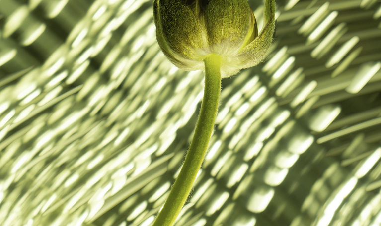 photo of flower under blanket