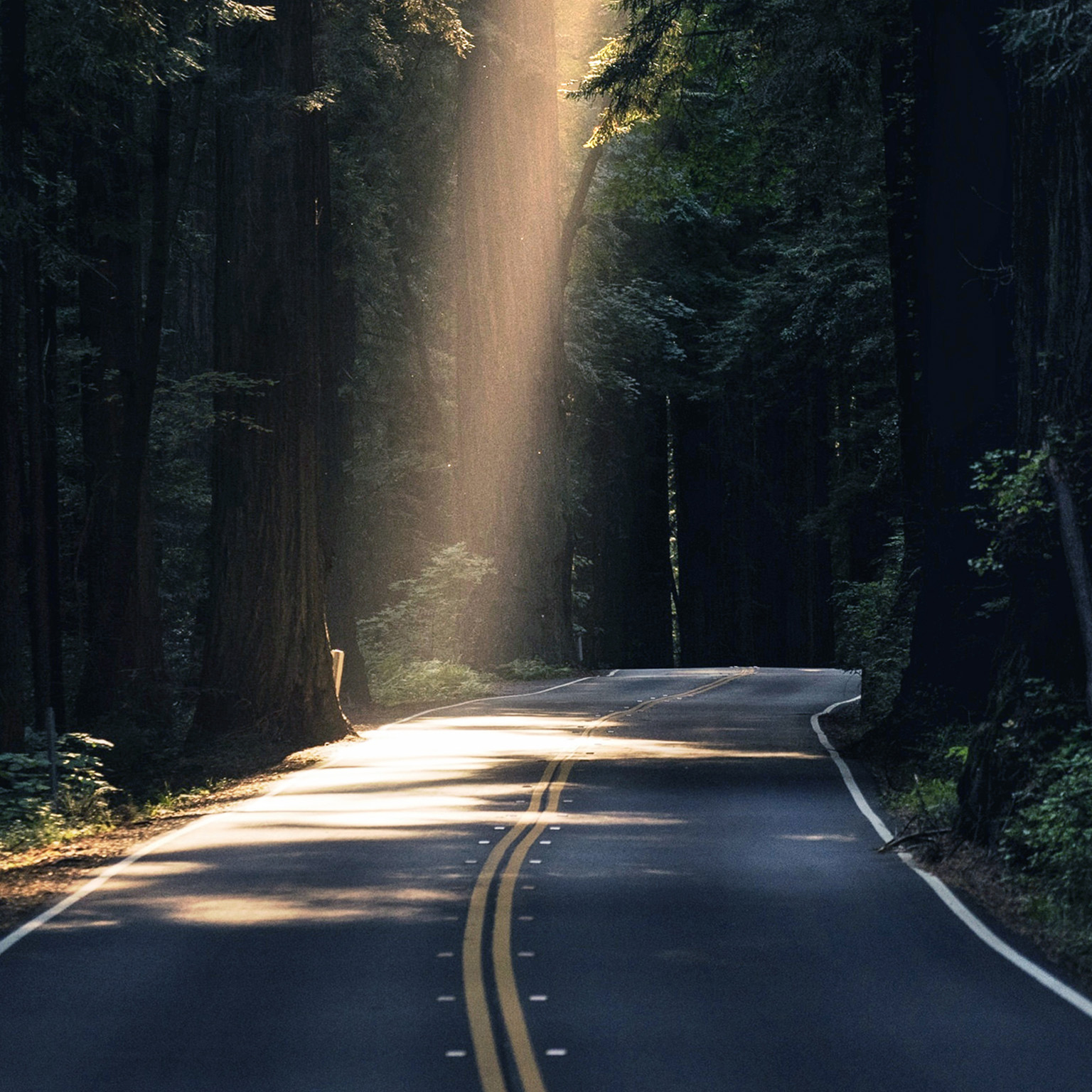 A two-lane road running though a dense and dark forest. Light breaks though the misty air and illuminates a patch of road up ahead. 