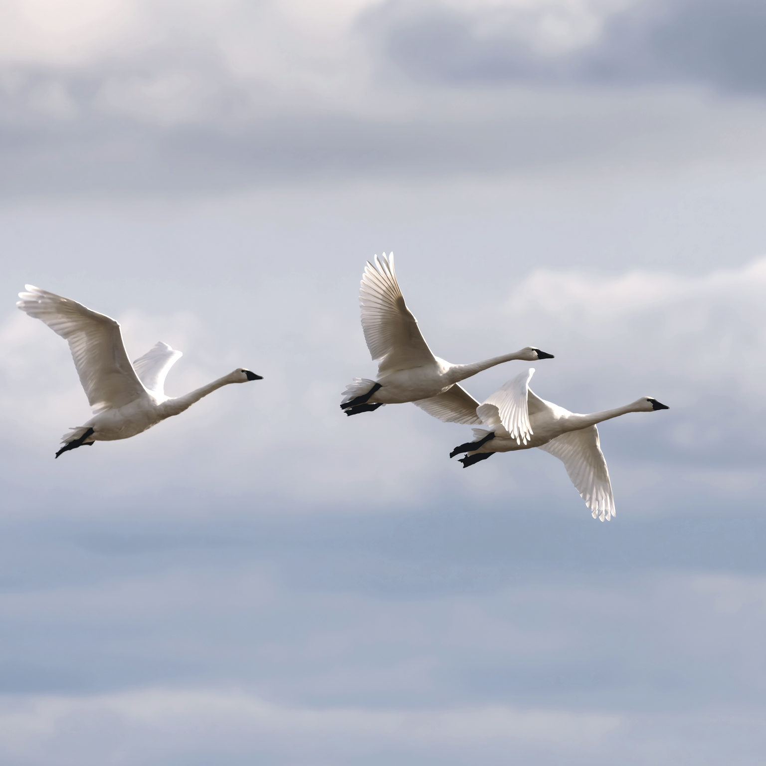 Three tundra swans in flight