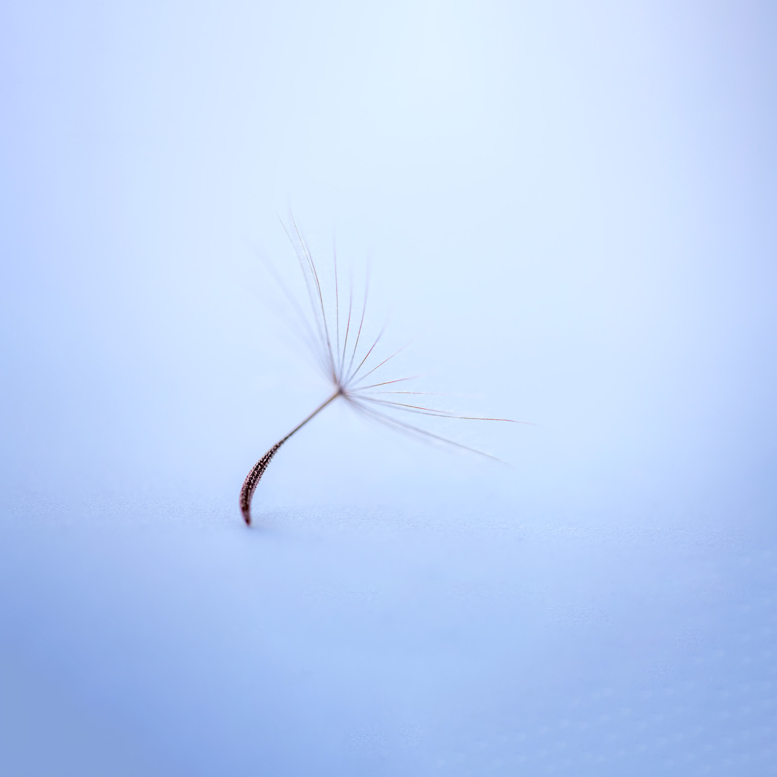 A delicate dandelion seed photographed up close on a seamless background of light blue.