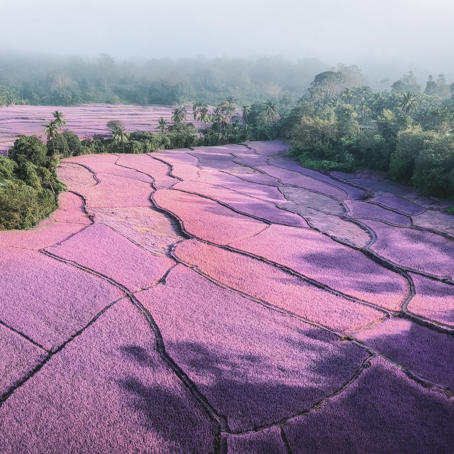 The committed innovator: A conversation with board director Ireena Vittal