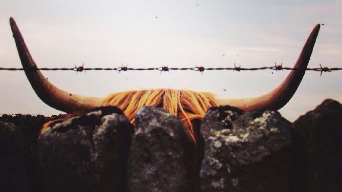 The Strategy and Corporate Finance blog