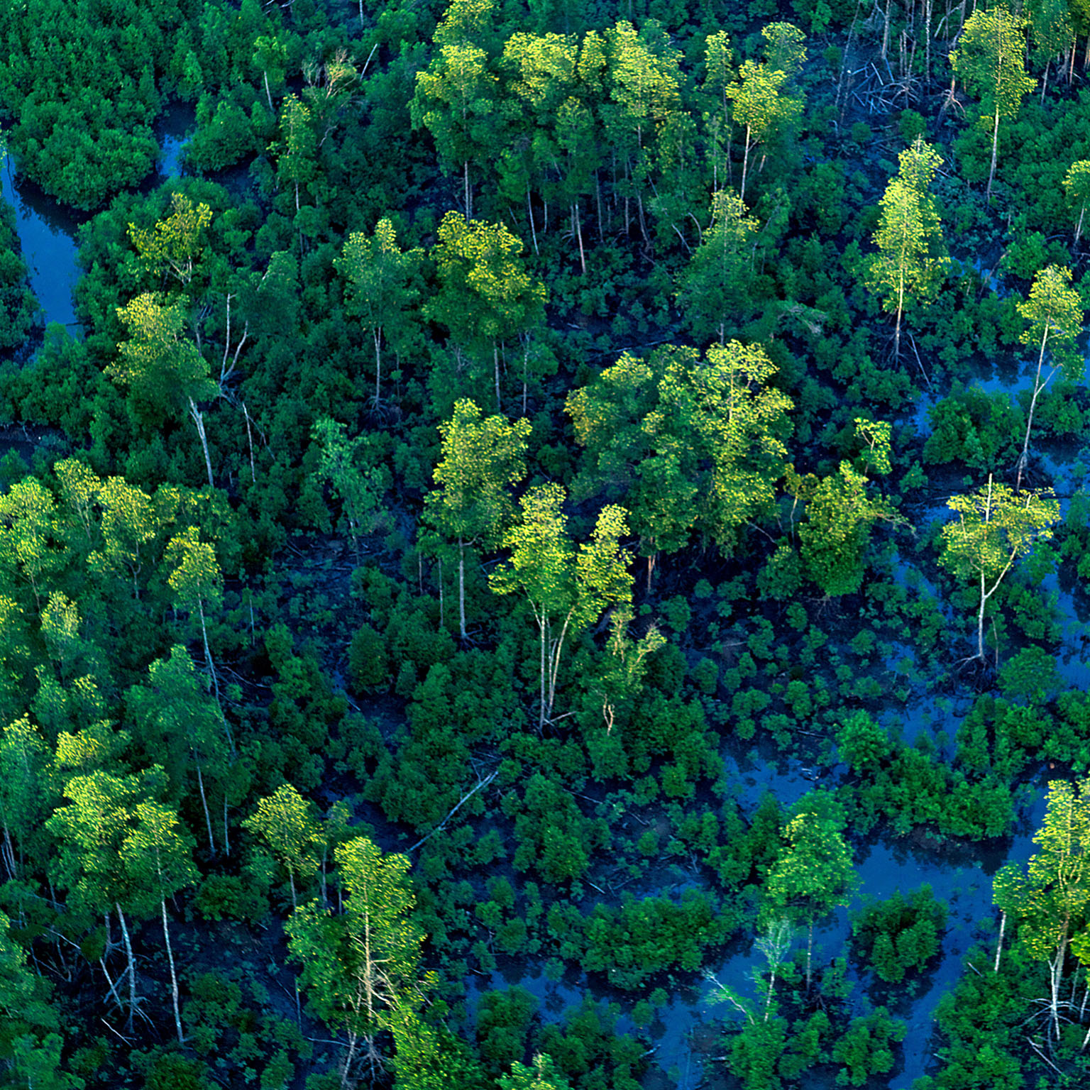 Aerial view of trees and water