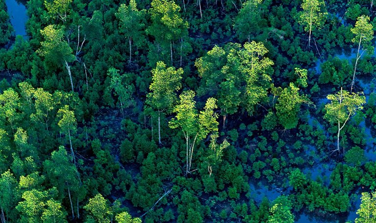 Aerial view of trees and water