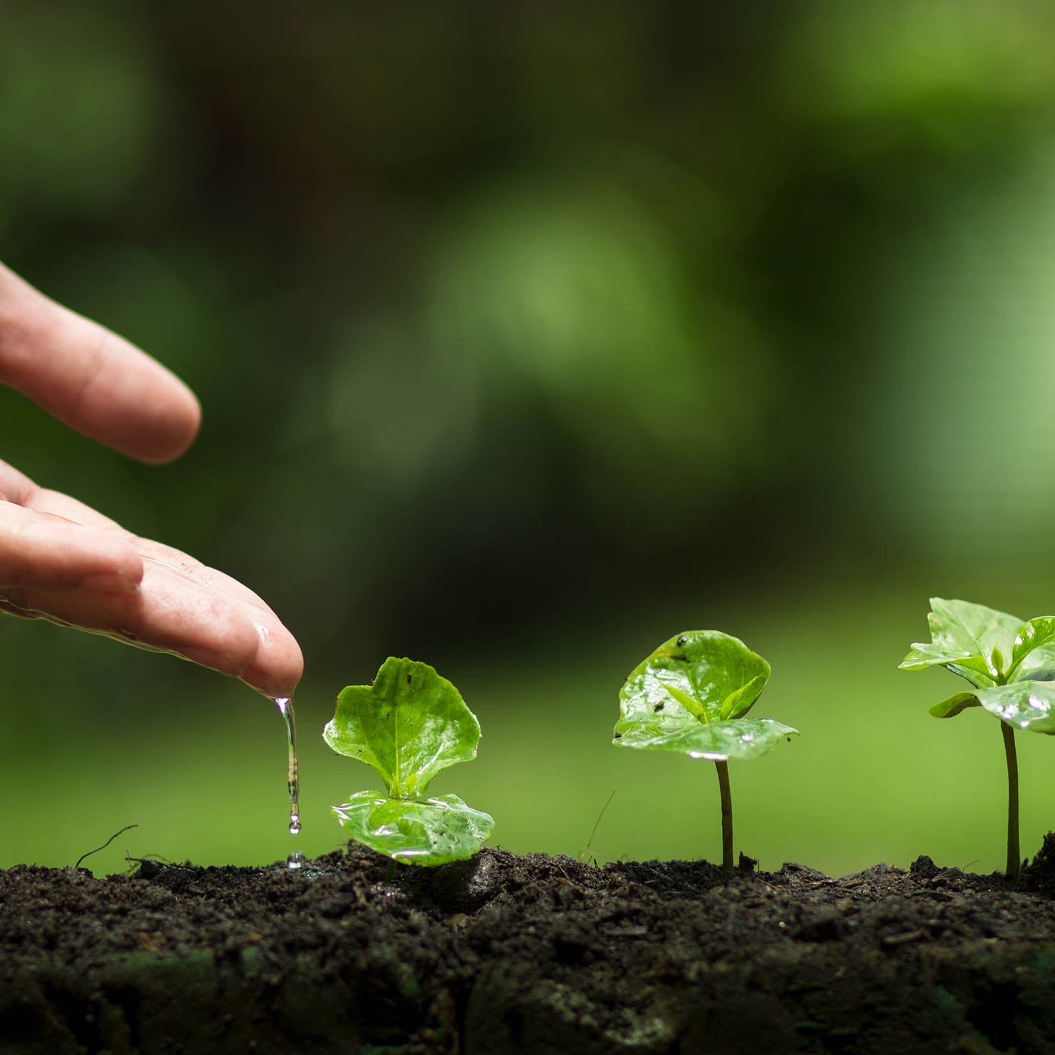 How companies manage sustainability