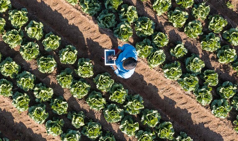 Aerial view of farmer using a digital tablet monitoring vegetables on farm