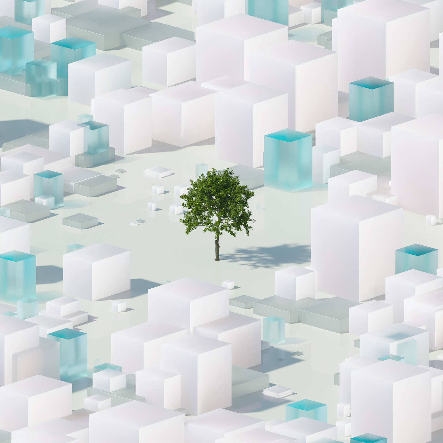 Tree in the middle of buildings