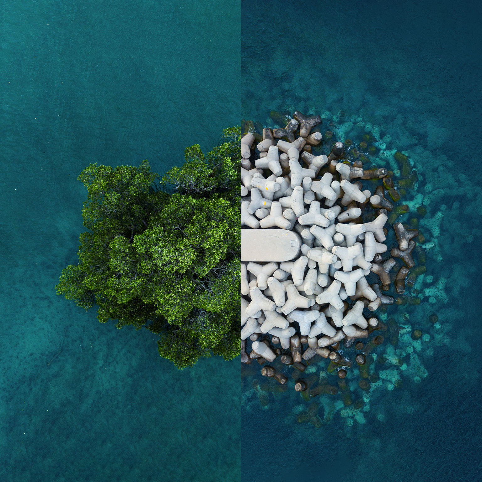 Mangrove trees and tetrapods next to each other surrounded by turquoise water.