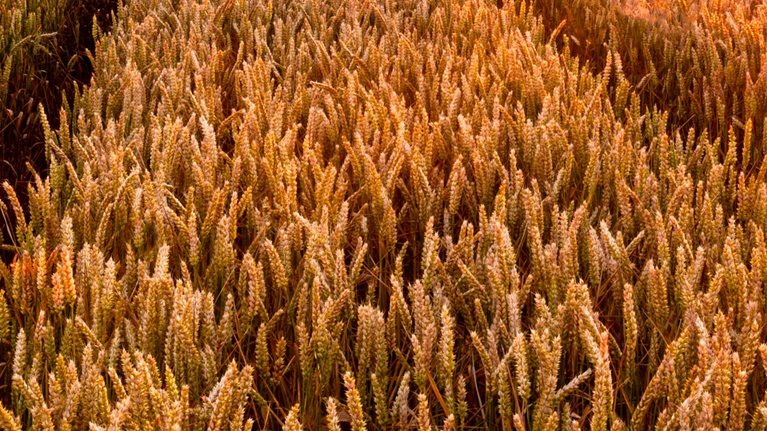 Net-Zero Food Sector