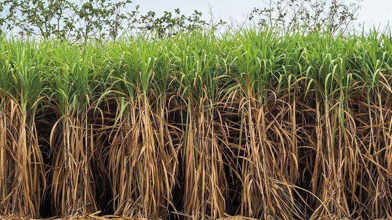 Insights-MoSRP-The-future-of-second-generation-biomass-1536x1536-500_Standard