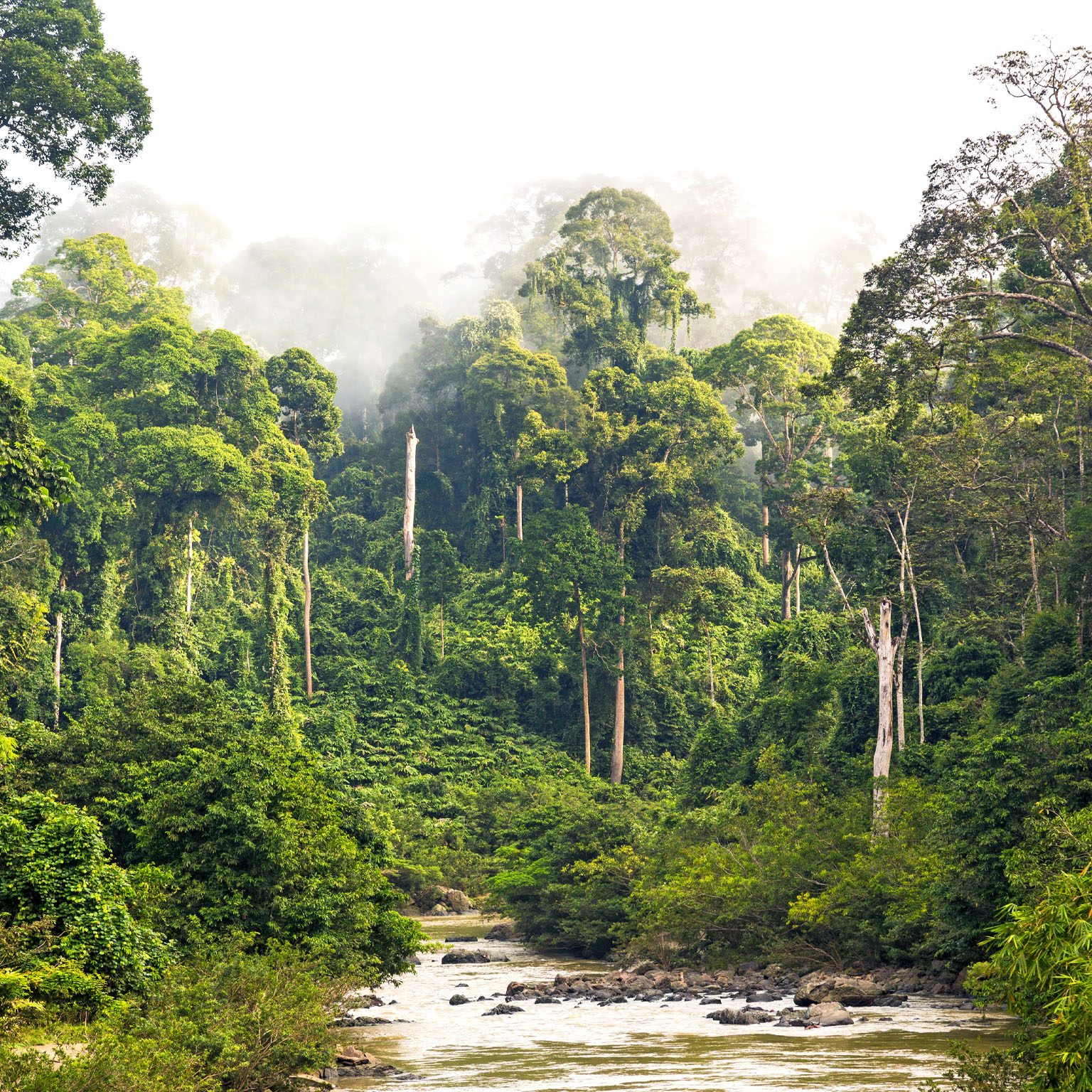 Mist & river through tropical rainforest, Sabah, Borneo, Malaysia