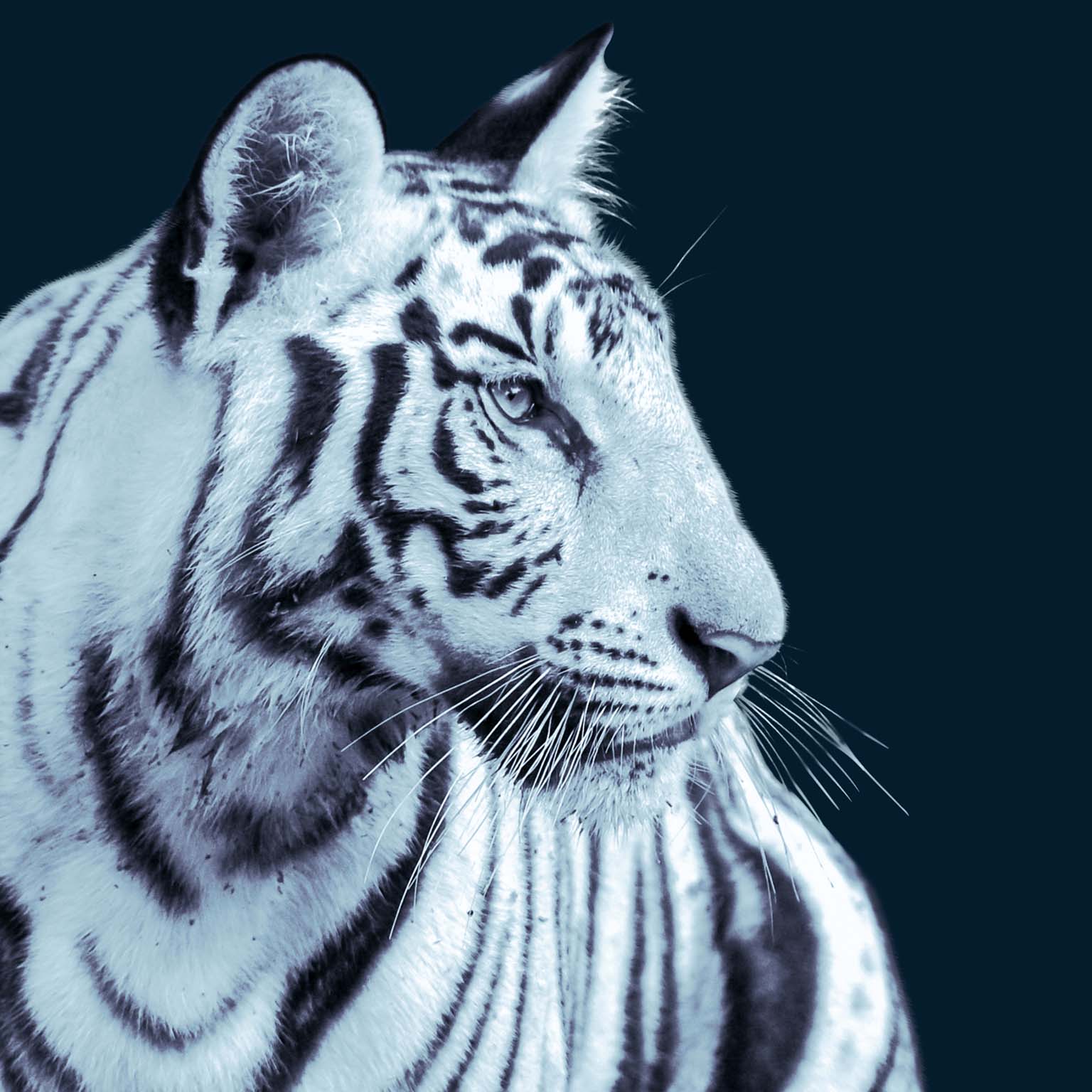White tiger with blue tone filter