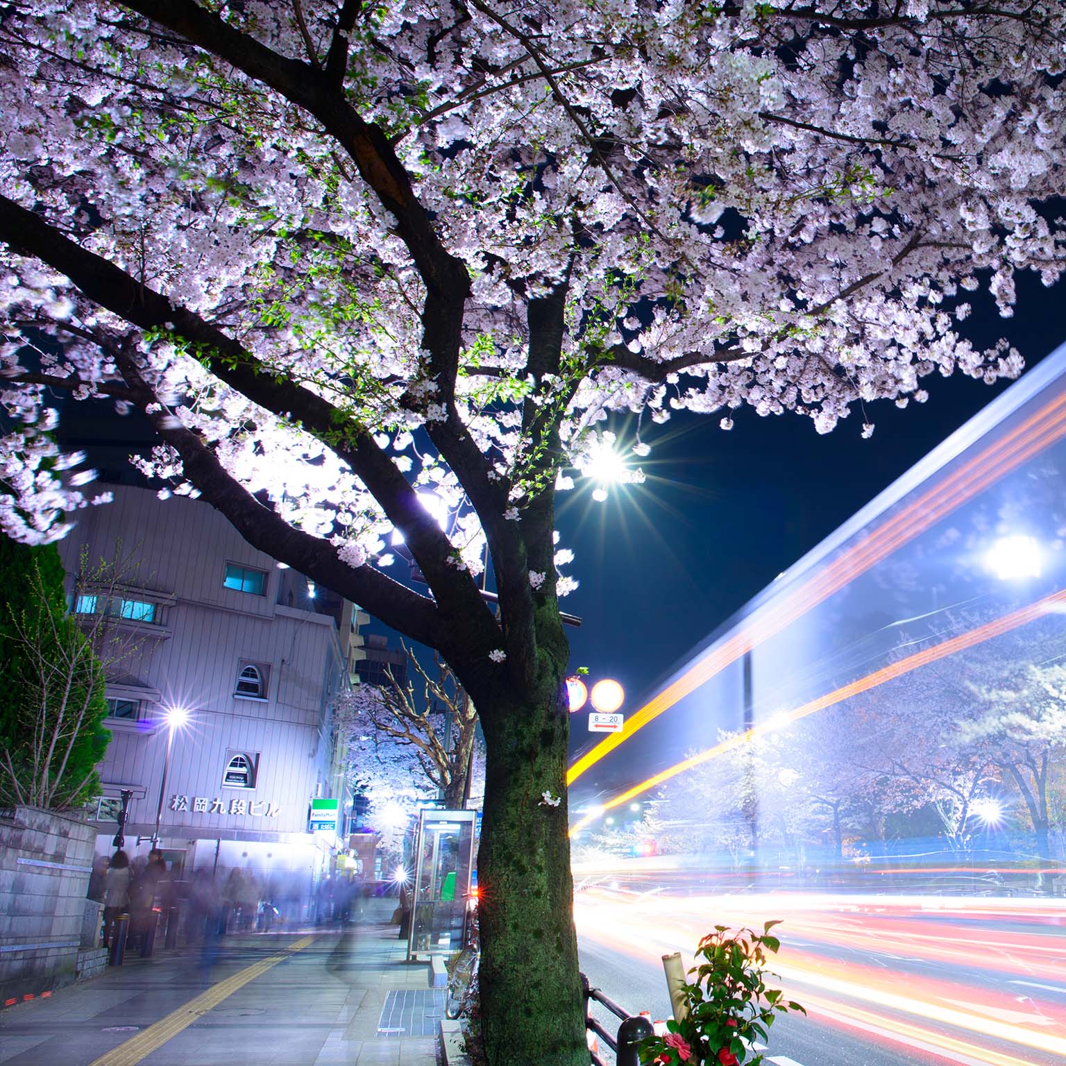 Cherry blossoms at night in Tokyo