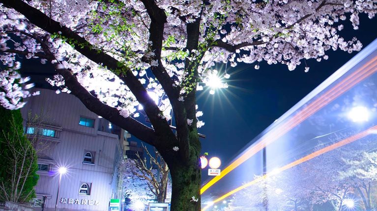 Cherry blossoms at night in Tokyo