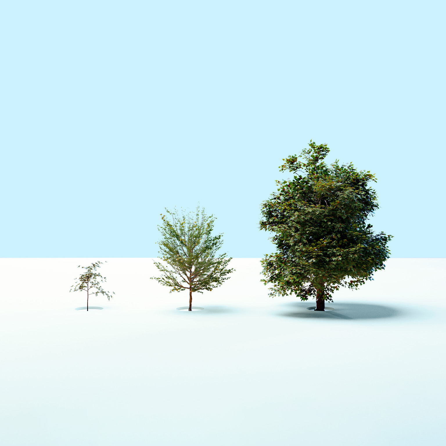 Three trees of increasing size stand in a row against a minimal, light blue background, each planted in a circular cutout in the ground.