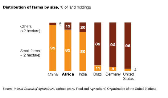 Image_The small African farm_1