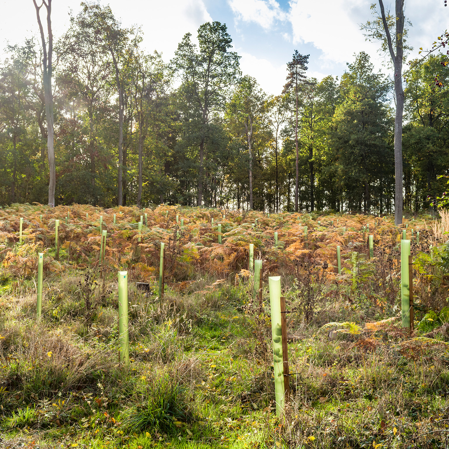 Reforestation, planting trees in a woodland, UK stock photo