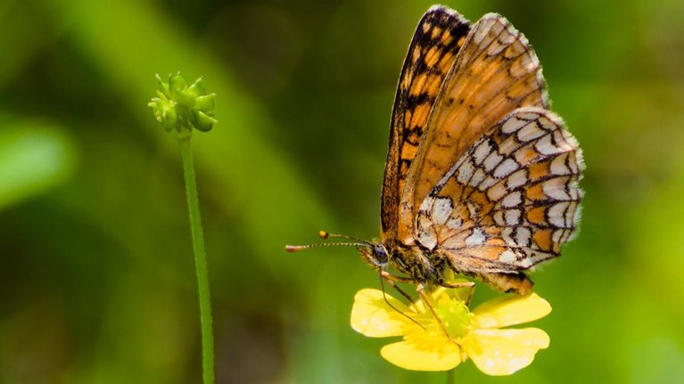 Close-up photo of a butterfly perched on a flower