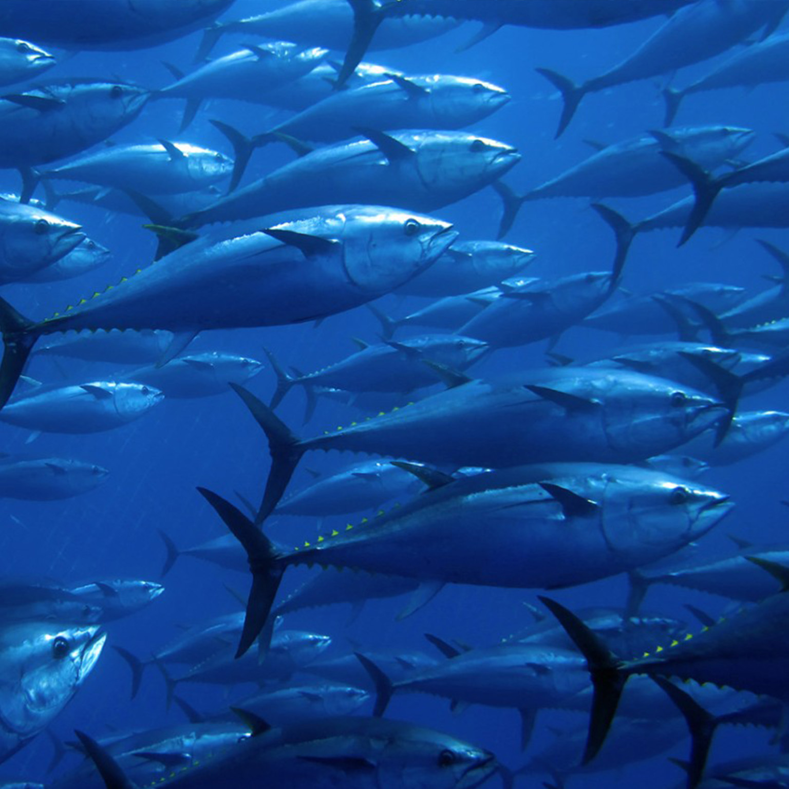 Bluefin Tuna stock photo