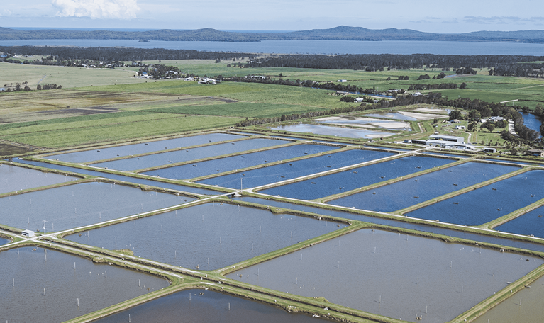 Aerial view of water aerators on a prawn farm in Australia.