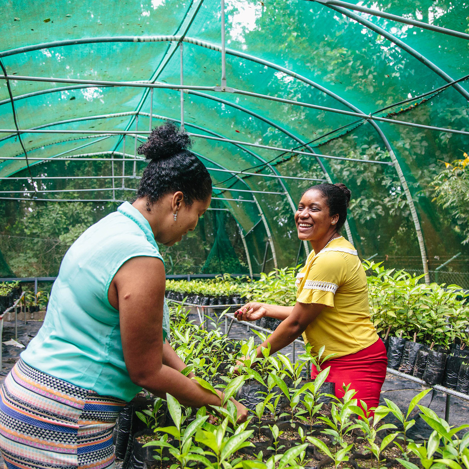 Women working in greenhouse - photo