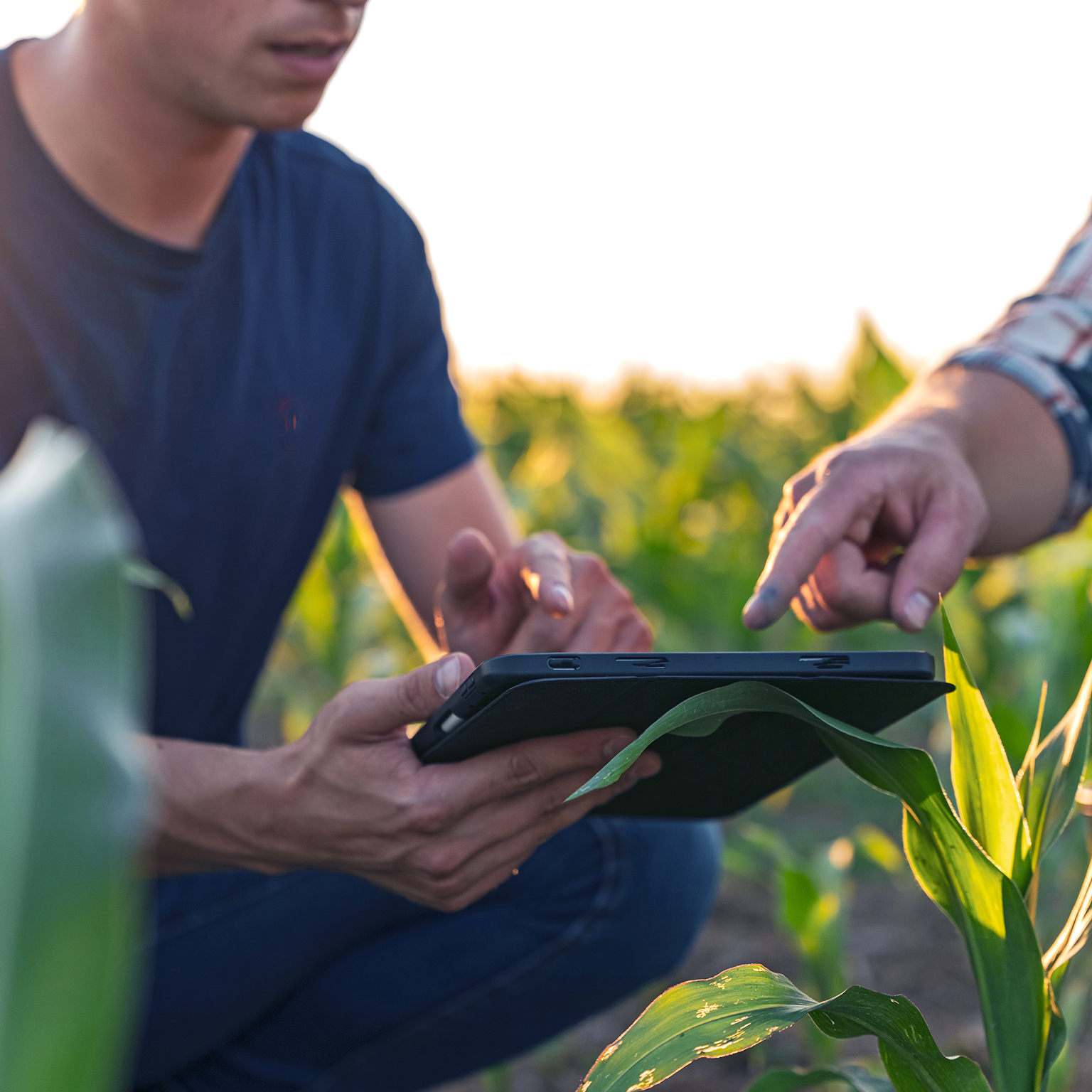 Male farmer and agronomist using digital tablet in corn field 