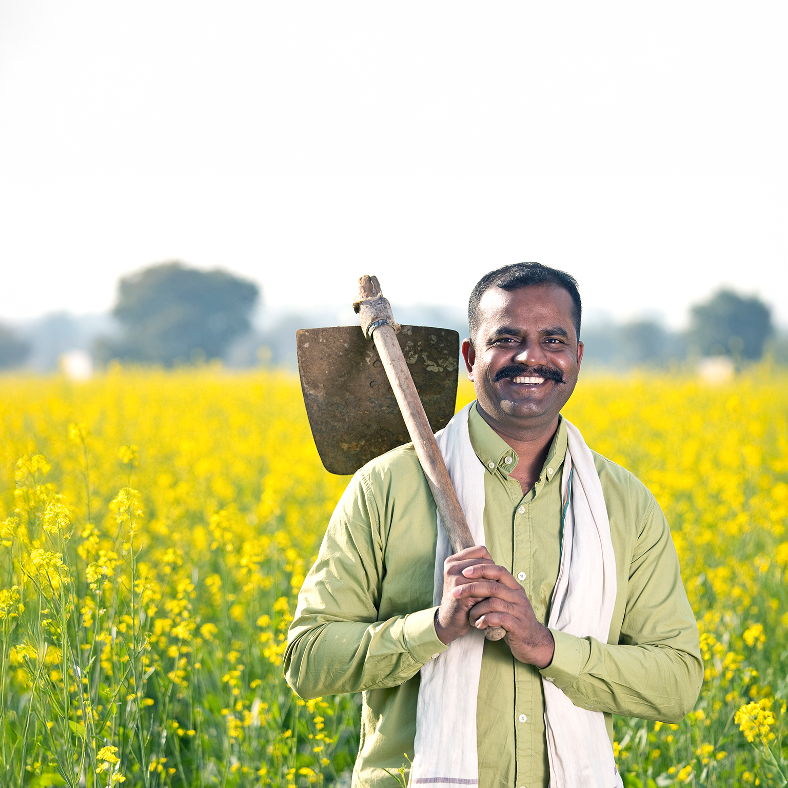 Farmer in oilseed rape agricultural field