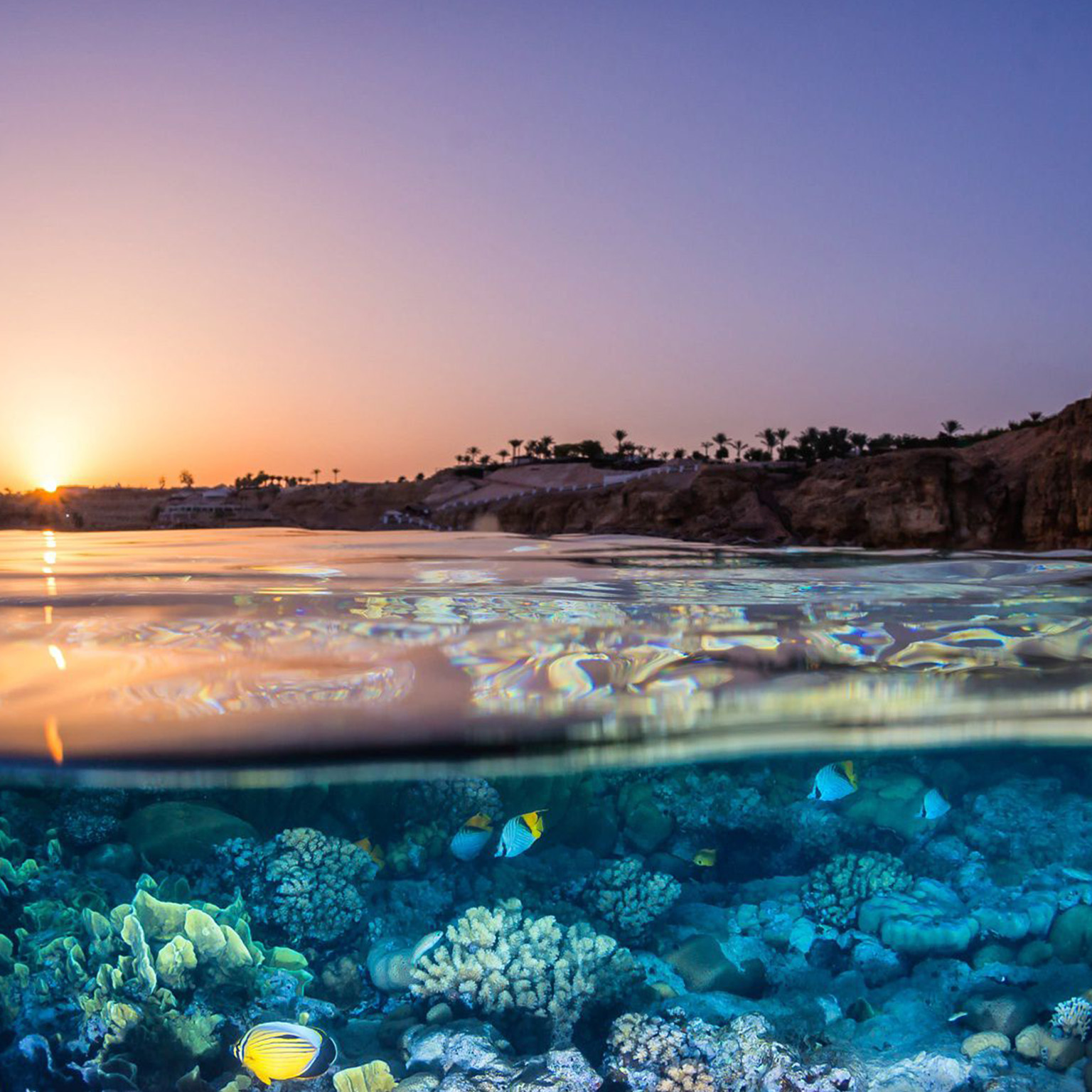 half underwater reef with fishes swimming, half above water with lighthouse and sunset - photo