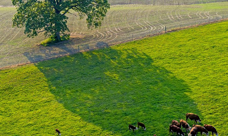 An elevated aerial view of a herd of cows in a field with a tree.