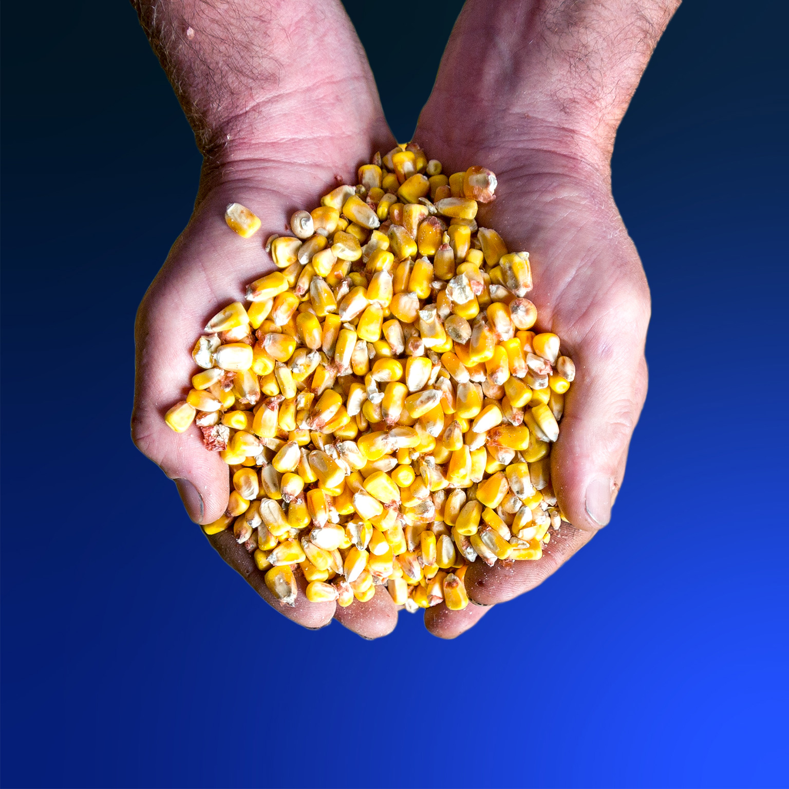 Handful of corn kernels
