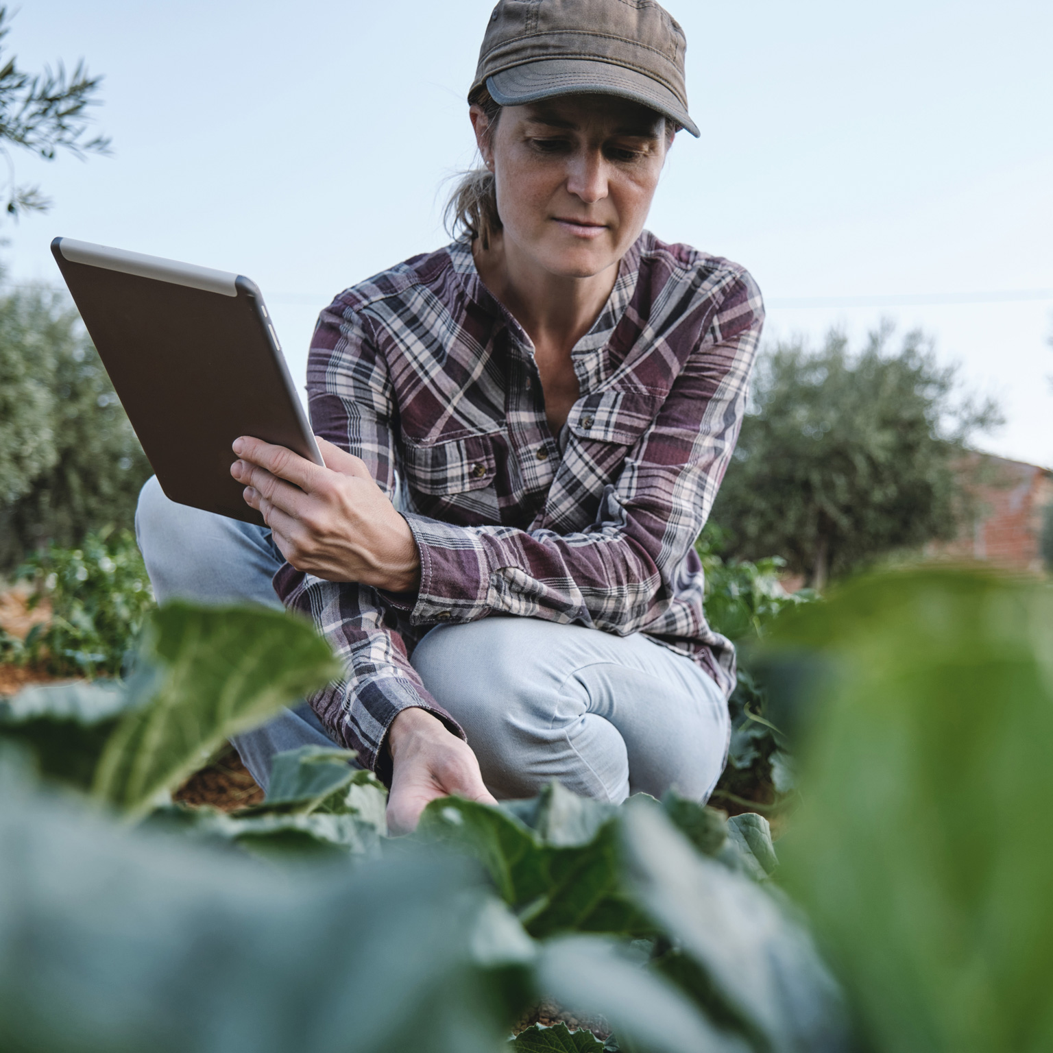 Portrait of a woman farmer examining her agricultural plantation with a digital tablet.