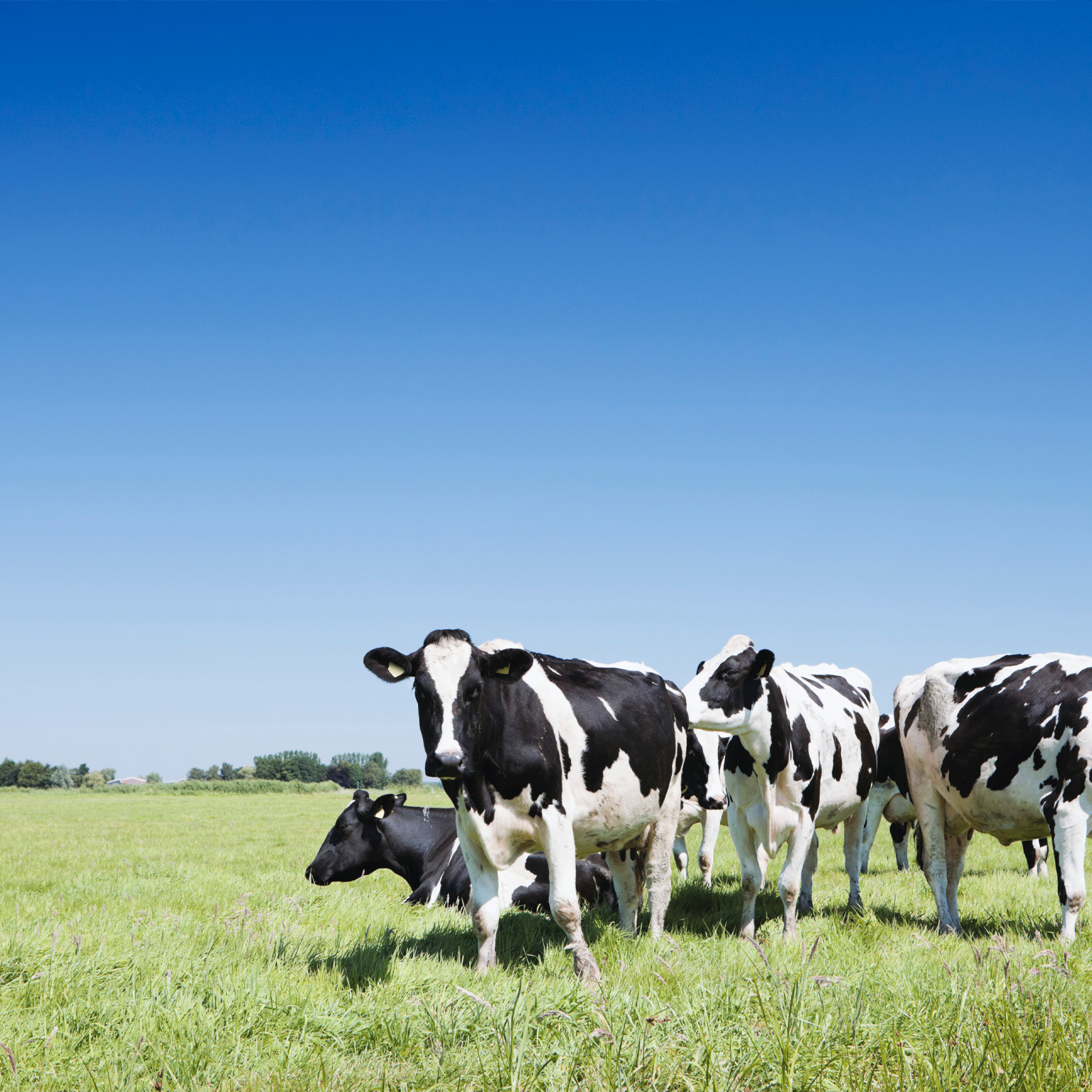 What’s ahead for the dairy industry