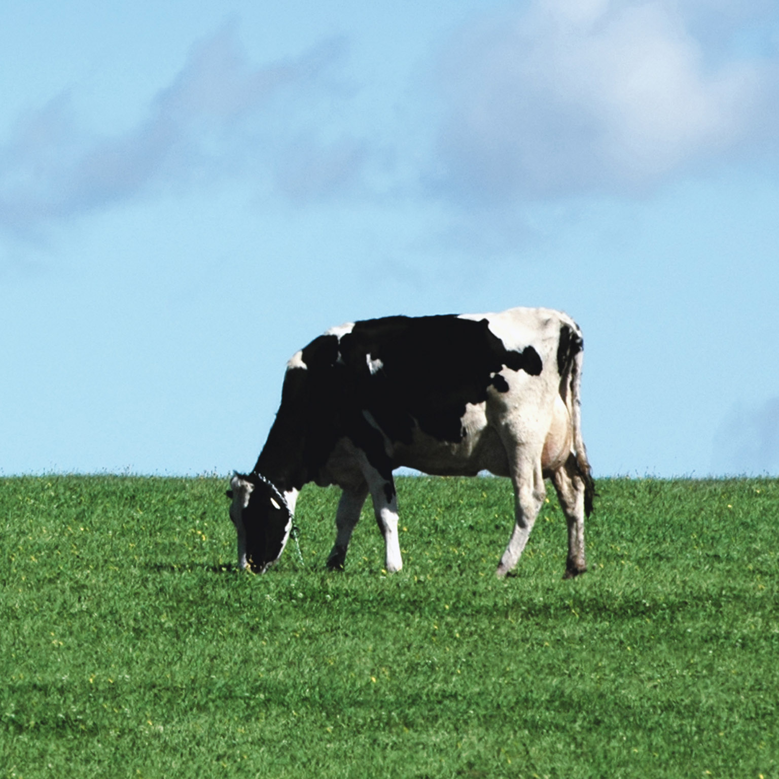 What’s next for the North American dairy industry?