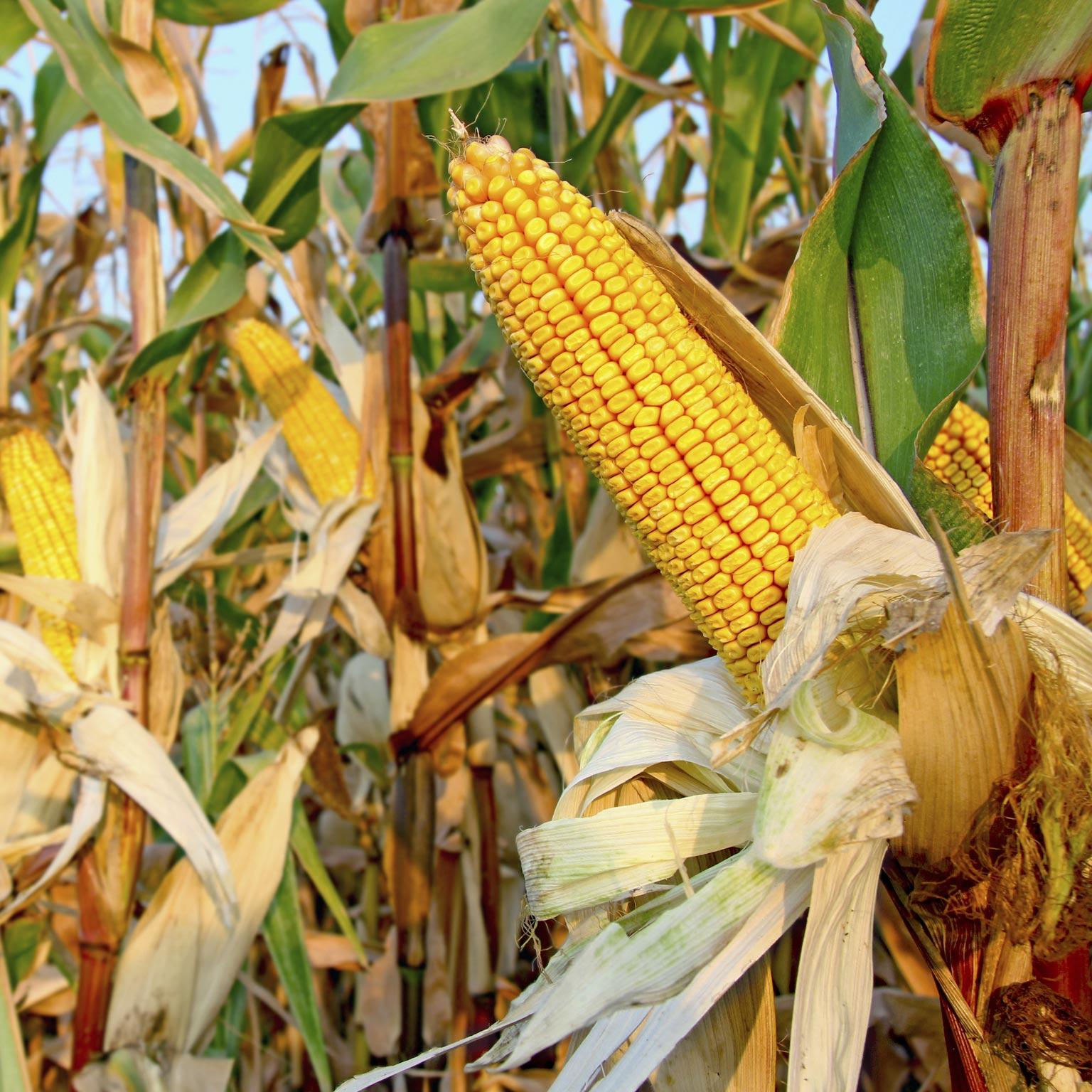 Pursuing_the_big_opportunity_1536x1536_Original