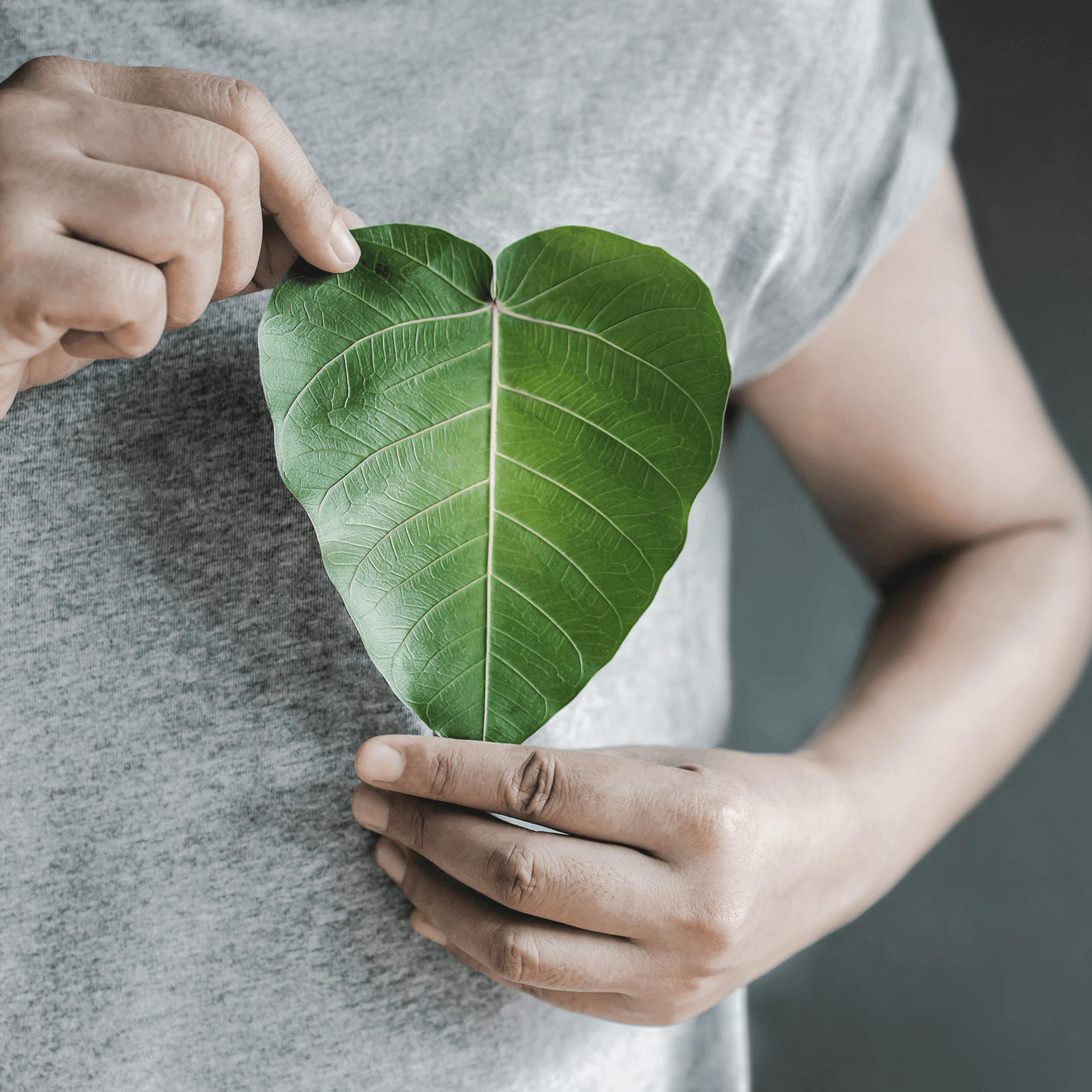 Close up of hand holding a heart shape green leaf on chest