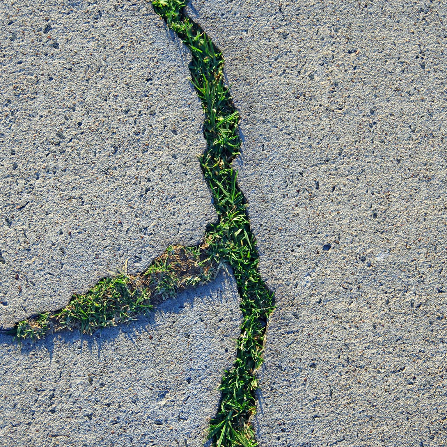Grass growing through cracks in a concrete footpath