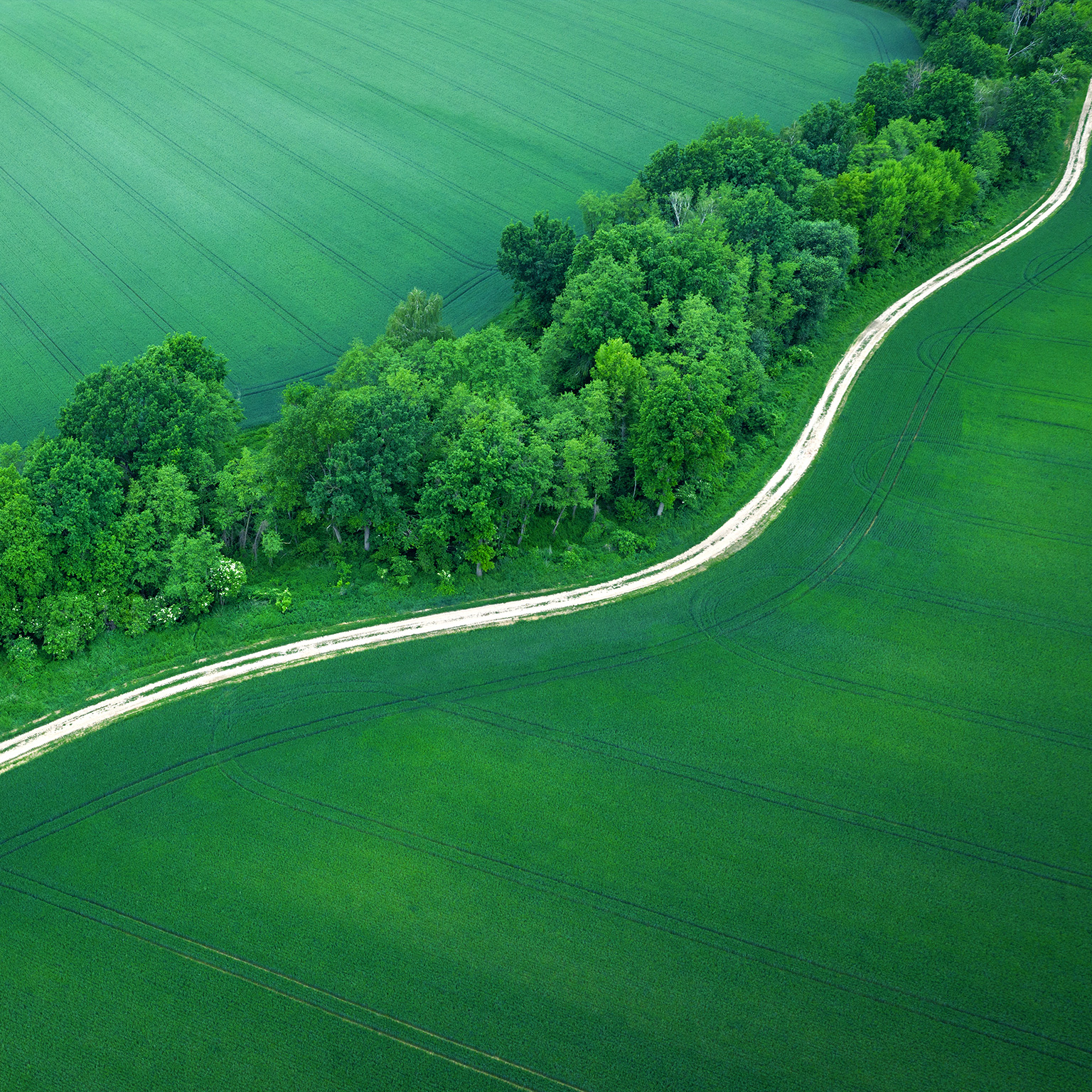 Lush green grasslands