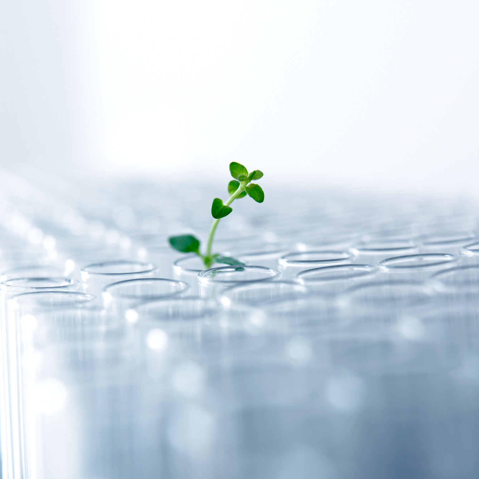 Seedling growing in a test tube