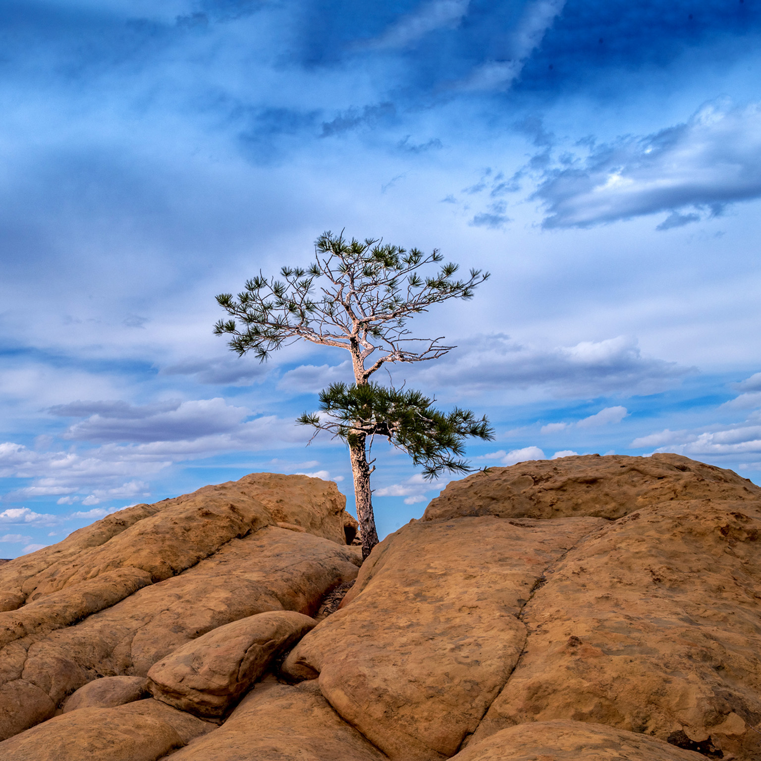 Single juniper tree