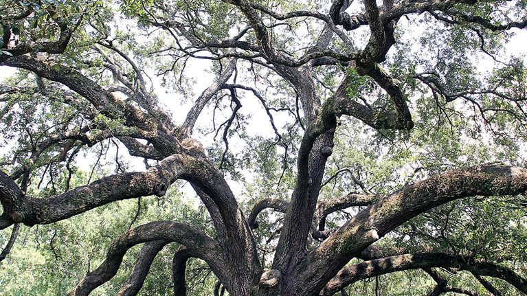 A tree with a spread-out branch structure