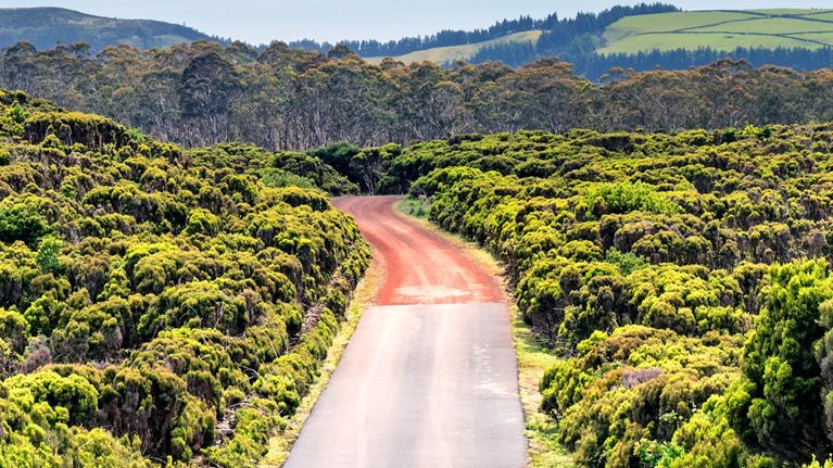 The image shows a paved road that transitions to a dirt road winding through dense green shrubs and low vegetation in a rural landscape. Rolling hills and scattered trees rise in the distance beneath a bright blue sky dotted with soft white clouds.