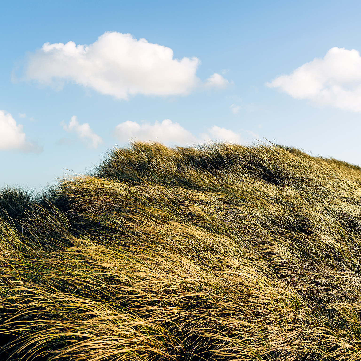 A daytime view of grassy sand dunes