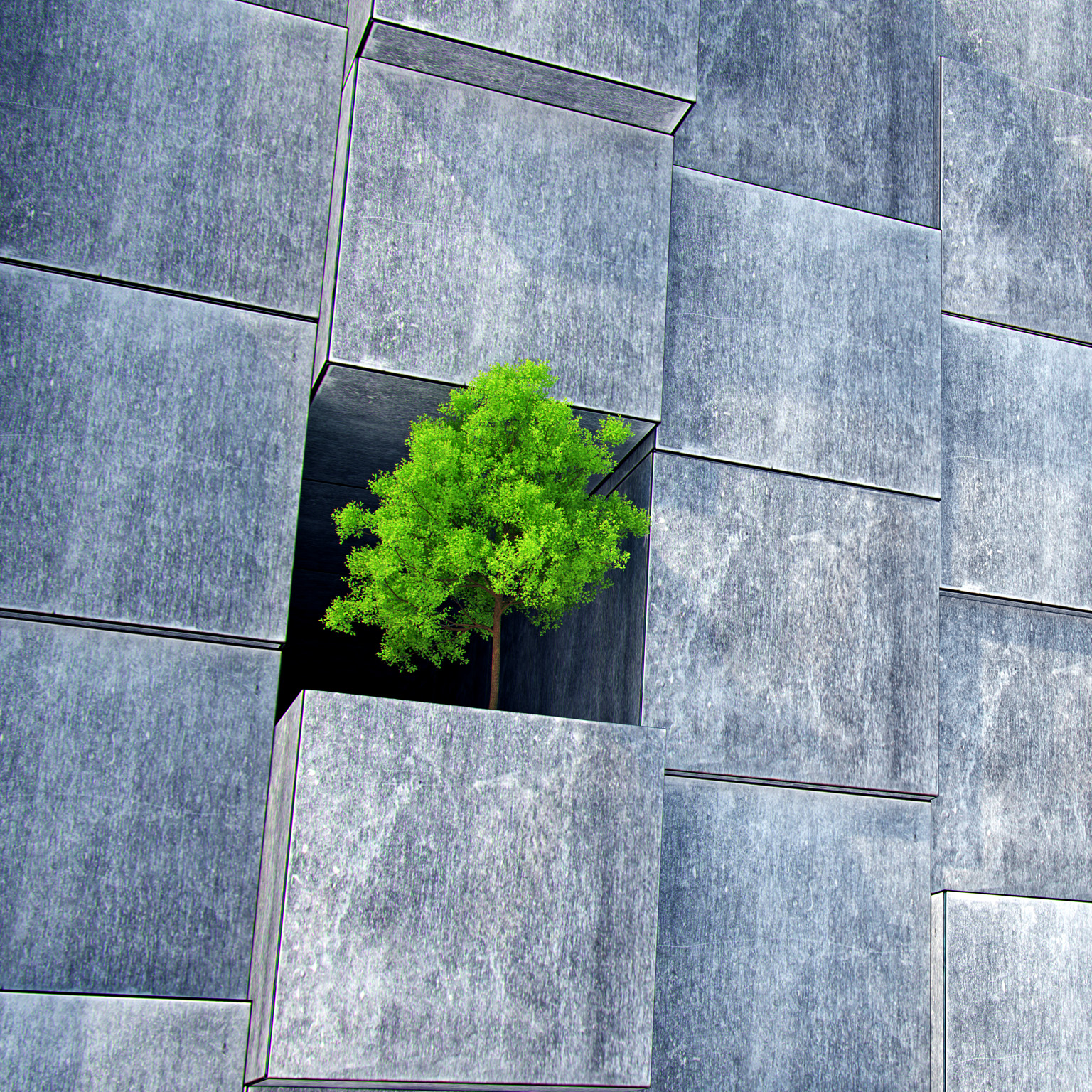 A wall of large concrete blocks. One block is missing and a modest but sturdy tree grows within the empty space.